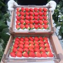 초이스농장 이미지