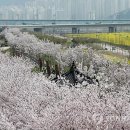 낙동강관리본부 대저생태공원 3 이미지