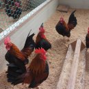 게임잉글리쉬 이미지