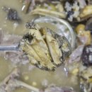 구구전복삼계탕 이미지