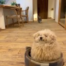 비스토리 안경 | 위드렌즈 시그니처 렌즈 뉴트럴무드 비스토리안경 위드렌즈 경북구미점 구매 후기