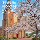계산성당 앞 | 대구 계산성당 벚꽃놀이 명소 주차 꿀팁 후기