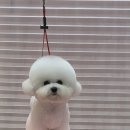 미넨떼 이미지