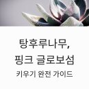SNS 핫플 탕후루나무, 핑크 글로보섬 키우기 완전 가이드