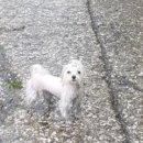 뽀송강아지 이미지