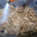 완도약산흑염소 이미지