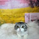 누렁이도찰스로애견샵 | [방학동 강아지 고양이 미용] 카바푸 룽지 1cm 컷 & 스코티시폴드 털갈이 관리 미용 후기 ✂️
