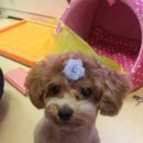 깍고밀고이발 이미지