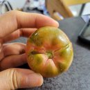 도하농장 | 농라 경민농장님 대저토마토후기