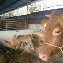 한우물농장 이미지