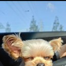 그르르르(grrr!) 이미지