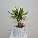 인동36길-1 이미지