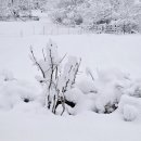 로뎅853-1 이미지