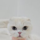 댕굴 댕굴 | [서울대입구 고양이미용] - 예민한 스코티시폴드 댕구의 두 번째 미용 후기