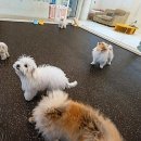 거창유치원 | 강남애견호텔 어디까지 경험해봤니? 멍파 강아지유치원&amp;애견호텔&amp;애견미용 솔직한 이야기