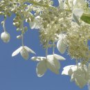 원추화서수국 [나무수국, 히드랑게아 파니쿨라타 '프래콕스' (Hydrangea paniculata 'Praecox')] 이미지