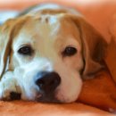 매탄동물병원 이미지