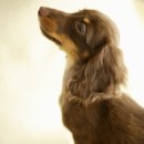 빵먹는 강아지 이미지