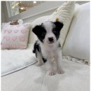 고려애견 이미지