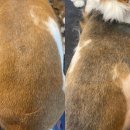 늘사랑애견미용실 이미지