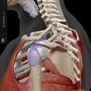 고리메디칼 | 실제로 운동하다가 다친 후기 어깨 통증 슬랩(SLAP) 병변에 대해서 1탄