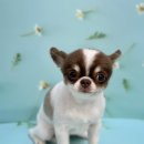 온레스트그루밍 이미지