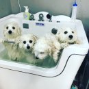 한스애견카페 이미지