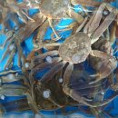 대게마루 이미지