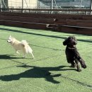 일산애견스쿨 이미지