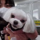 덕정 동물의료센터 이미지