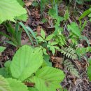 야생초농원 이미지