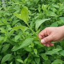 새순농장 네이버블로그