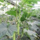 연동2농장 이미지