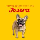 💛요세라독 견종백과💛 귀엽고, 사랑스러운 프렌치불독 특징, 성격, 주의할 점!