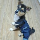 수원-0643 이미지