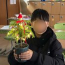 (주)자연과식물원예연구소 | 경산 초등학교 원예수업 아라우카리아 크리스마스 트리 만들기 출강 후기