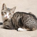 고양이세수 이미지