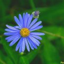 아침이슬 이미지