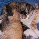 남매한우농장 이미지