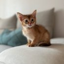 냥이파파 이미지