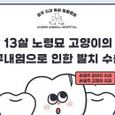 고운가이드치과병원 | 13살 노령묘도 안전하게! 금호동물병원의 치과 특화 수술 시스템 (광주 서구)