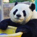 멍멍스타 이미지