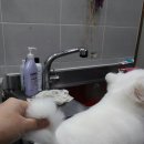 사랑해줄개 애견샵 이미지