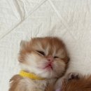 코네코 코야 이미지