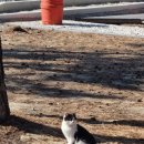 양양 캠프 발리별 이미지