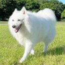 행복한 강아지 이미지