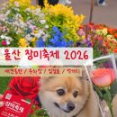 무진장 | 울산 장미축제 2026 애견동반 장미원 후기 +주차장
