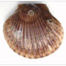 더가리비 이미지