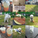 강남애견백화점 이미지