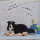 21세기 세차장 | [개,씻겼냥] 새로생긴 속초 24시 애견셀프목욕장